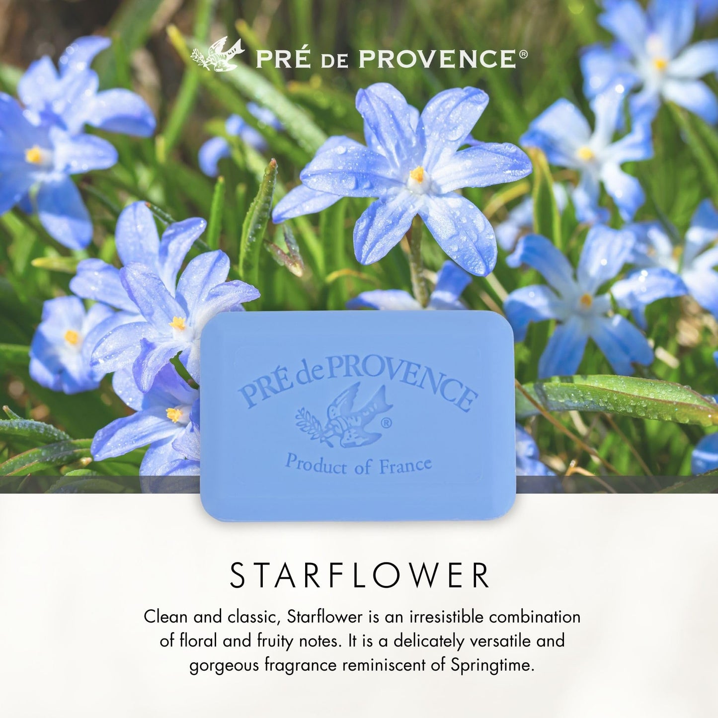 Pre de Provence Artisanal Soap Bar, Natural French Skincare, Enriched with Organic Shea Butter, Quad Milled for Rich, Smooth & Moisturizing Lather, Starflower, 5.3 Ounce
