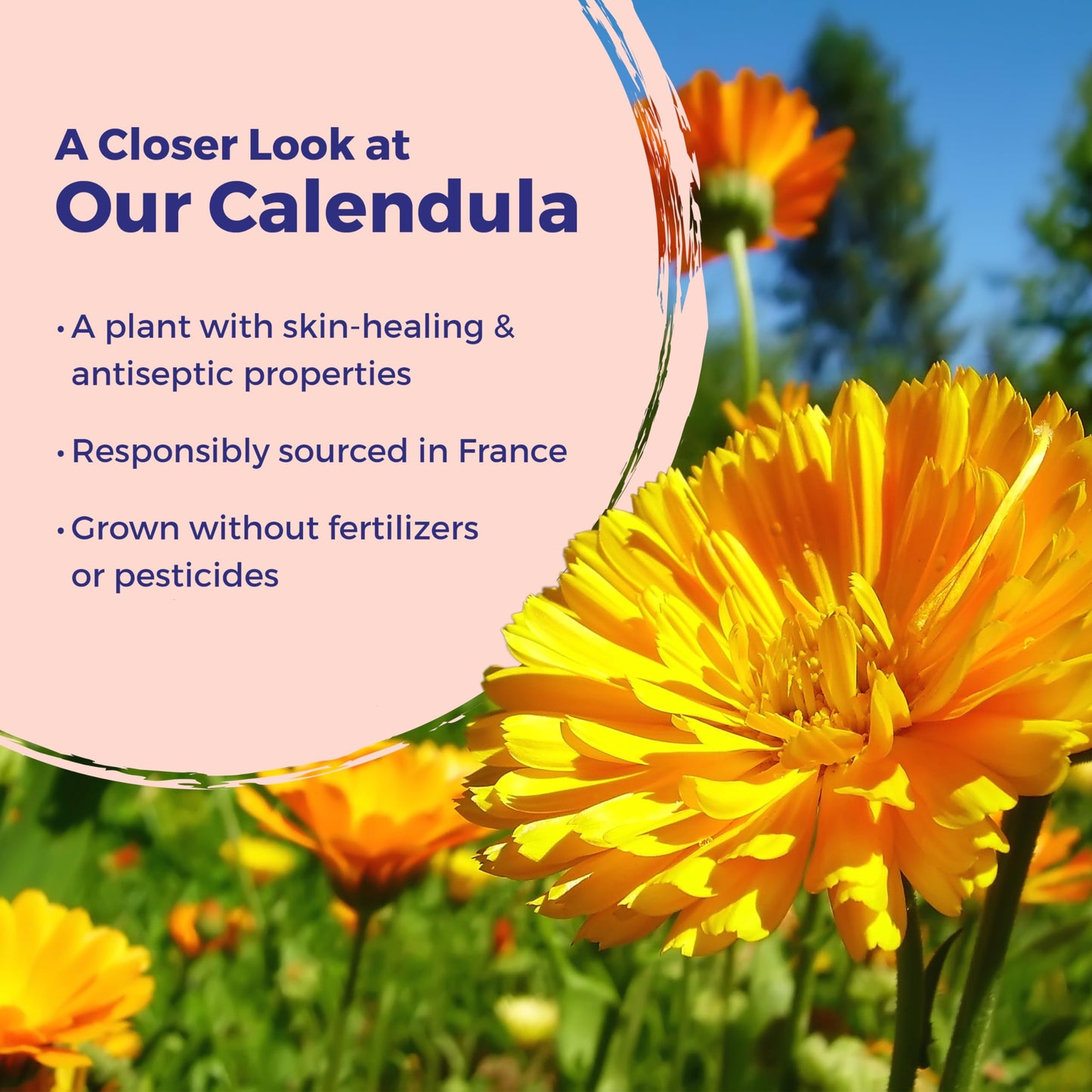 Boiron Calendula Ointment for Relief from Minor Burns, Cuts, Scrapes, and Insect Bites - 1 Oz