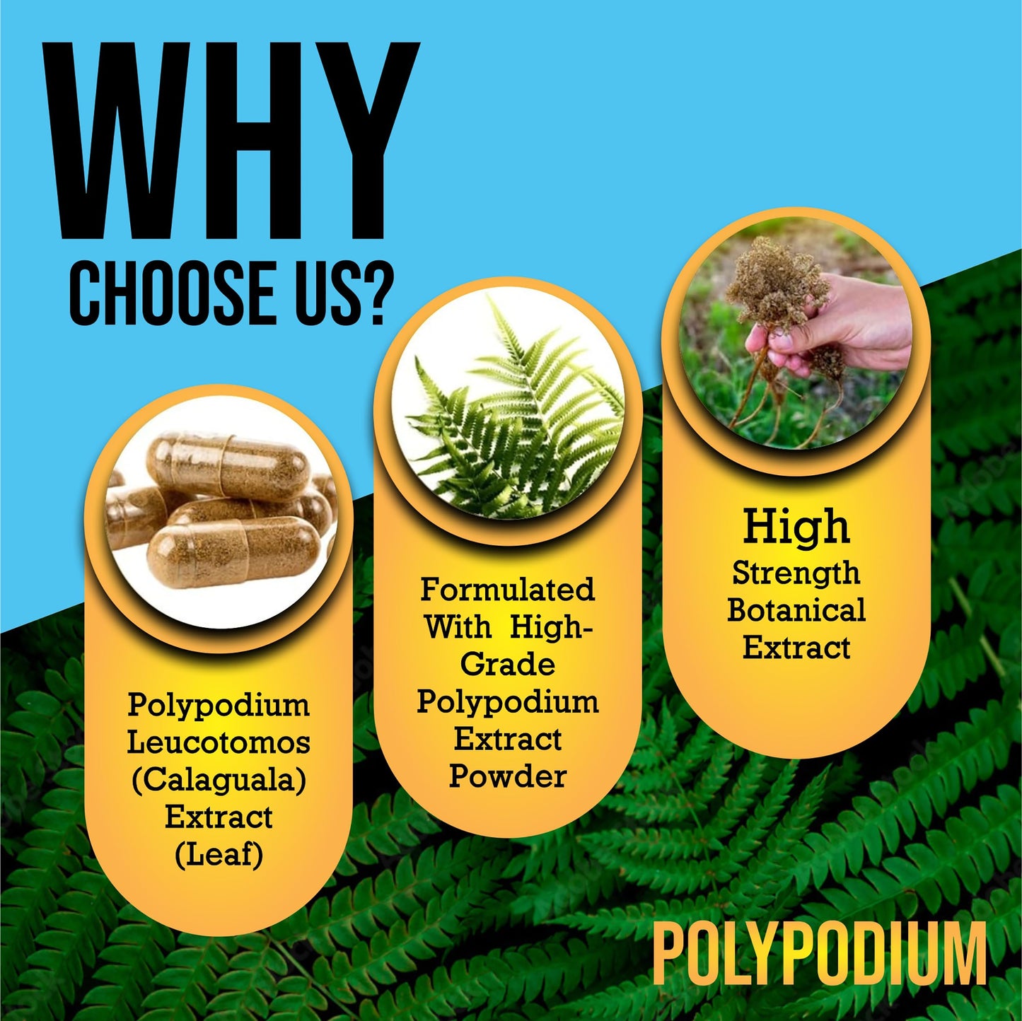 Summer Ready Skin Care Supplement Capsules - Nicotinamide/Niacinamide/Niacin 500mg (Vitamin B3) and Polypodium Leucotomos (Fern Extract) 480mg, Antioxidant Rich Formula