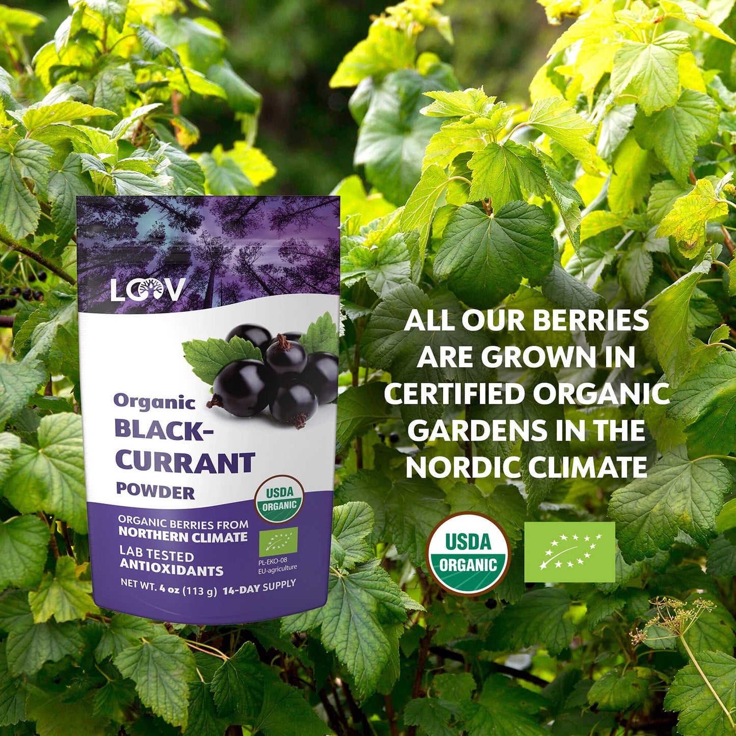 Organic Black Currant Powder – Pure, 100% Natural Whole Fruit, Freeze-Dried & Powdered – Non-GMO, No Added Sugar – Rich in Polyphenols & Vitamin C – 4oz (15 Servings)