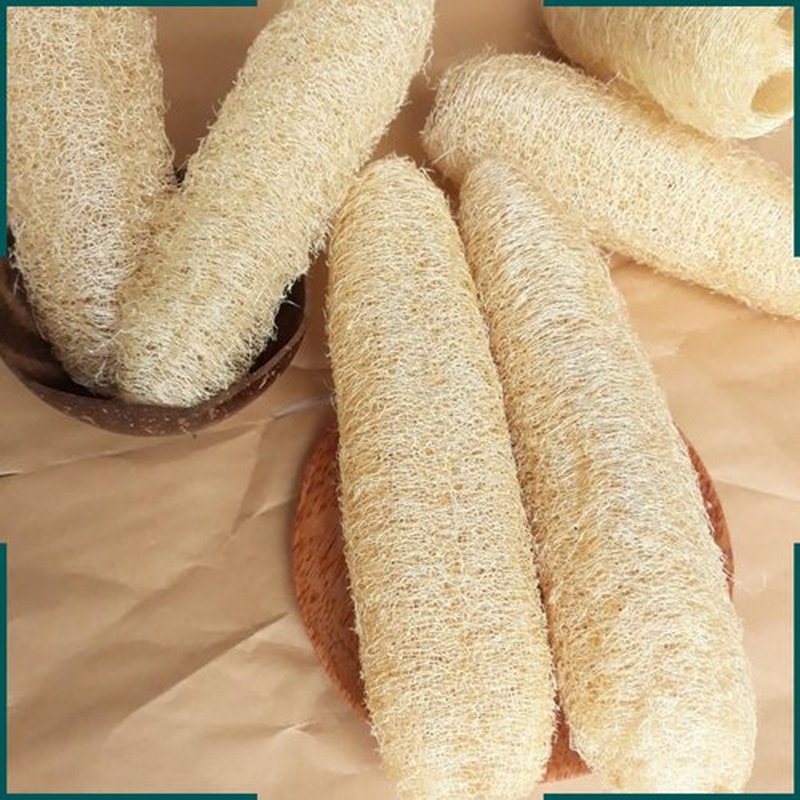 5 Pcs (10 – 12 Inches) Shower Loofah Exfoliating Body Scrubber | Natural Loofah Sponge | Bath for Loofah for Men and Women | Pack of 5