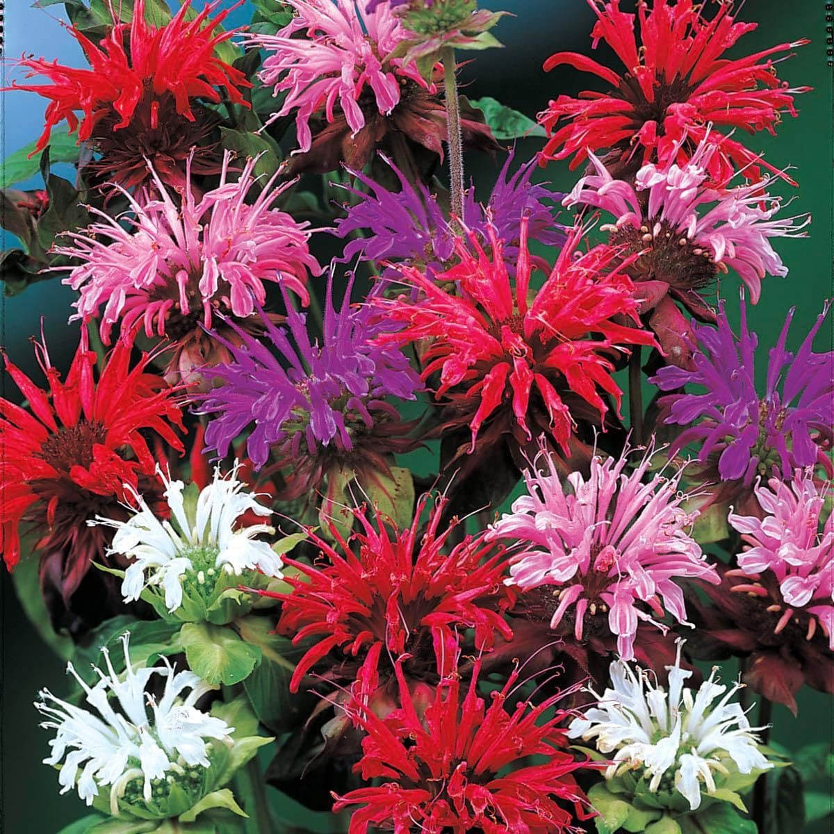 Bee Balm Monarda Mixture - Dormant Bare Root Perennial Starter Plants | 3-Pack