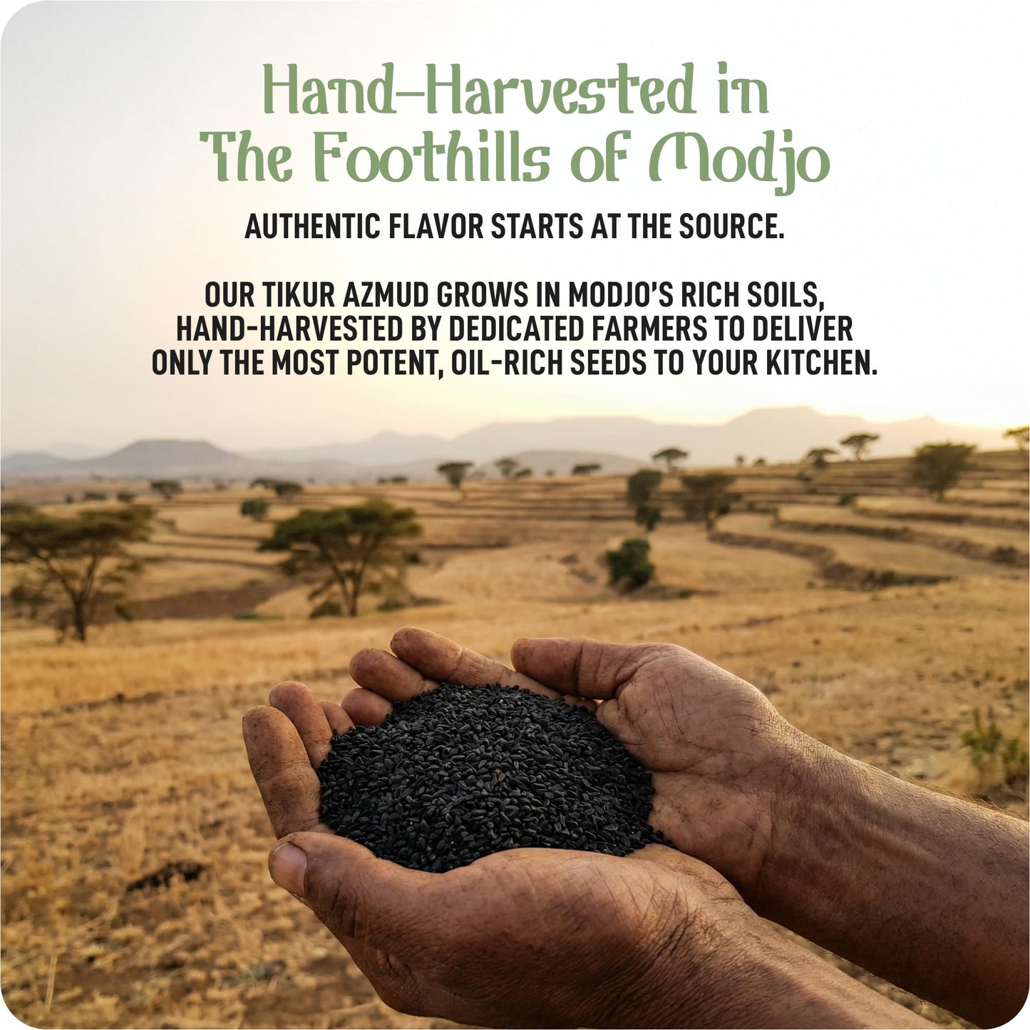 Tikur Azmud Authentic Nijella Seeds Imported and Made in Ethiopia All Natural Black Cumin 2 oz