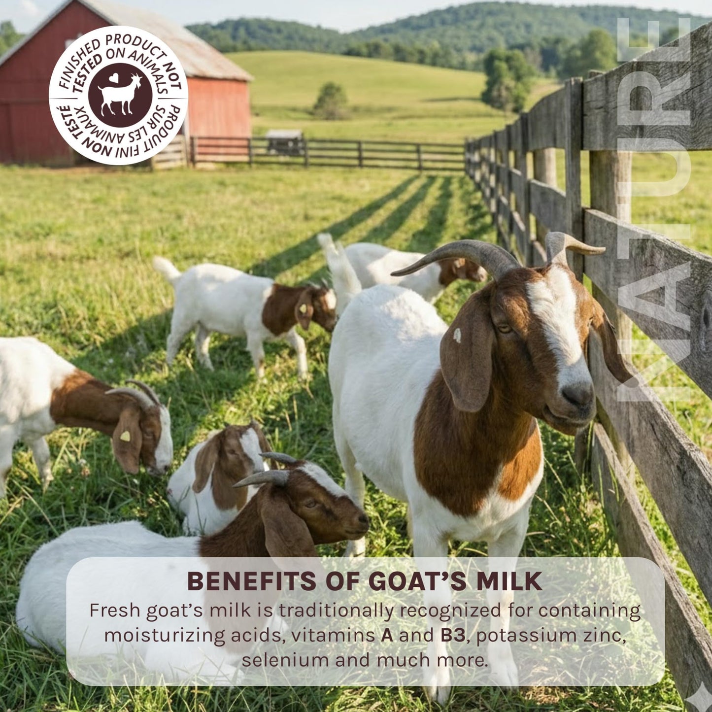 Goat Milk Foaming Bath with Shea Butter, 27.1 Fl Oz, Fresh Canadian Goat Milk with Vitamin A B3 Potassium Zinc Selenium, Nature by Canus