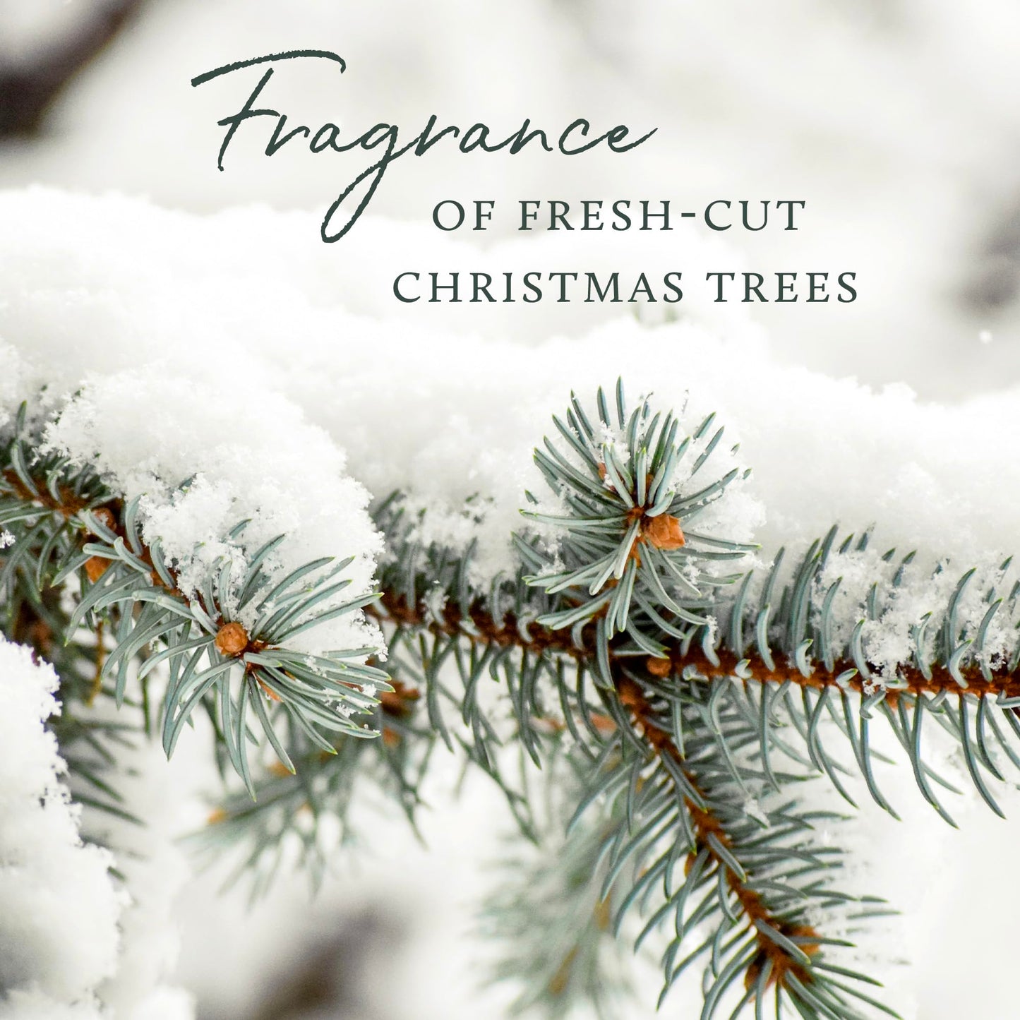 Thymes Frasier Fir Laundry Fragrance Oil for Dryer – Scented Laundry Supplies (0.5 fl oz)