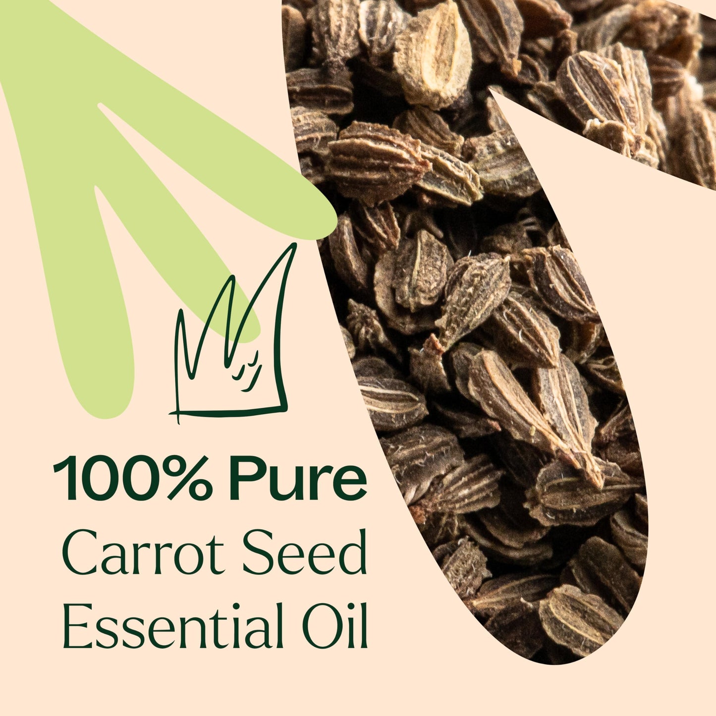 Plant Therapy Carrot Seed Essential Oil 10 mL (1/3 oz), 100% Pure, Undiluted, Natural Aromatherapy, Natural Skin Care, Digestive Support