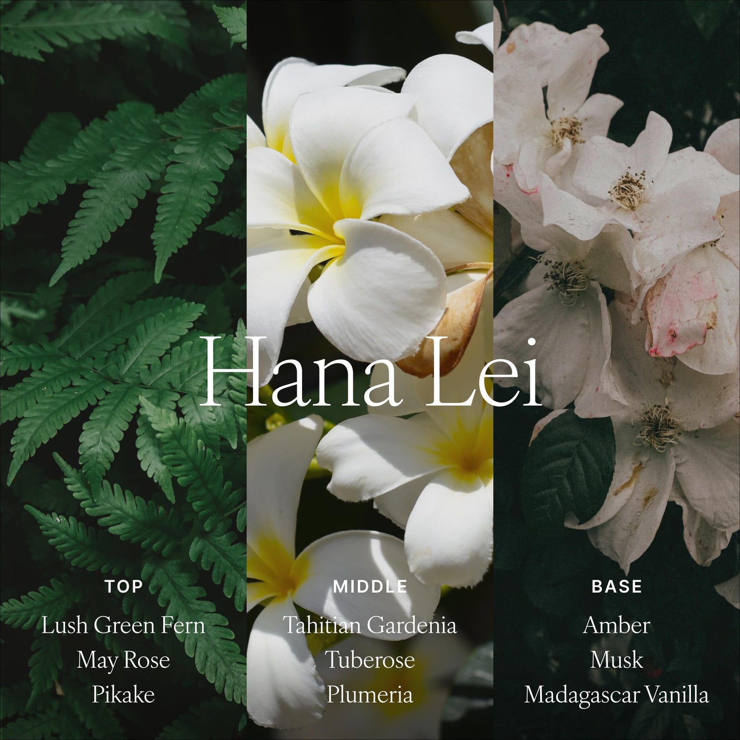 Antica Farmacista Home Ambiance Diffuser - Long-Lasting Reed Scent Diffuser - Luxury Room Freshener Gift - Hana Lei, 8.45 fl oz