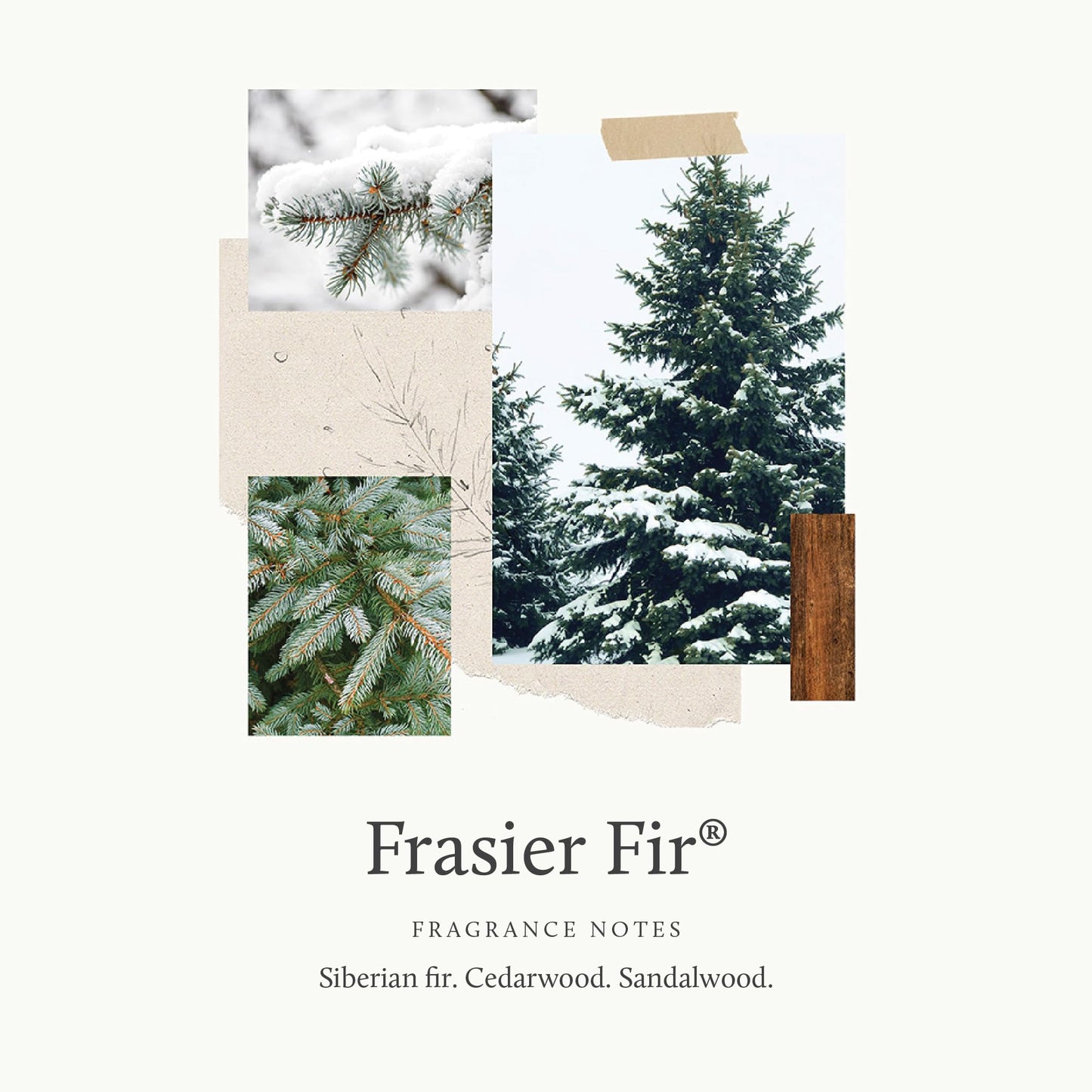 Thymes Frasier Fir Candles - Statement Collection - Silver with Pine Needle Design - Scented Candles for Home Decor - Notes of Siberian Fir Needles, Cedarwood & Sandalwood - Medium Luminary (20 oz)
