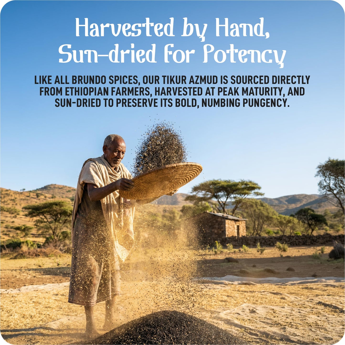 Tikur Azmud Authentic Nijella Seeds Imported and Made in Ethiopia All Natural Black Cumin 2 oz