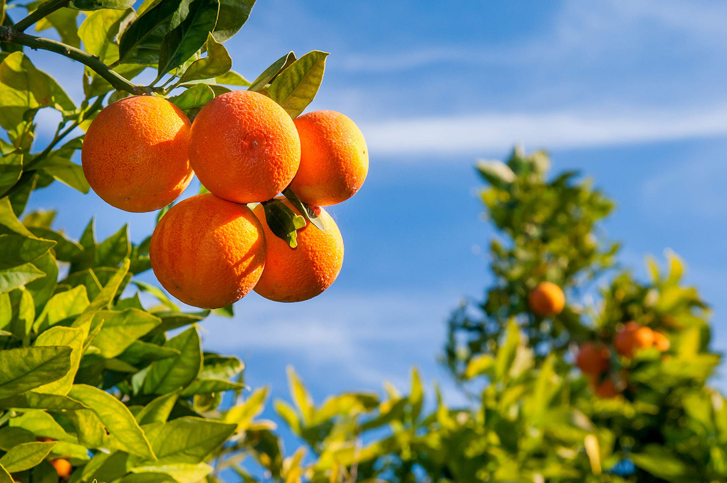 Tarocco Skin Cleanser with Exfoliants - Sicilian Blood Oranges by Baronessa Cali