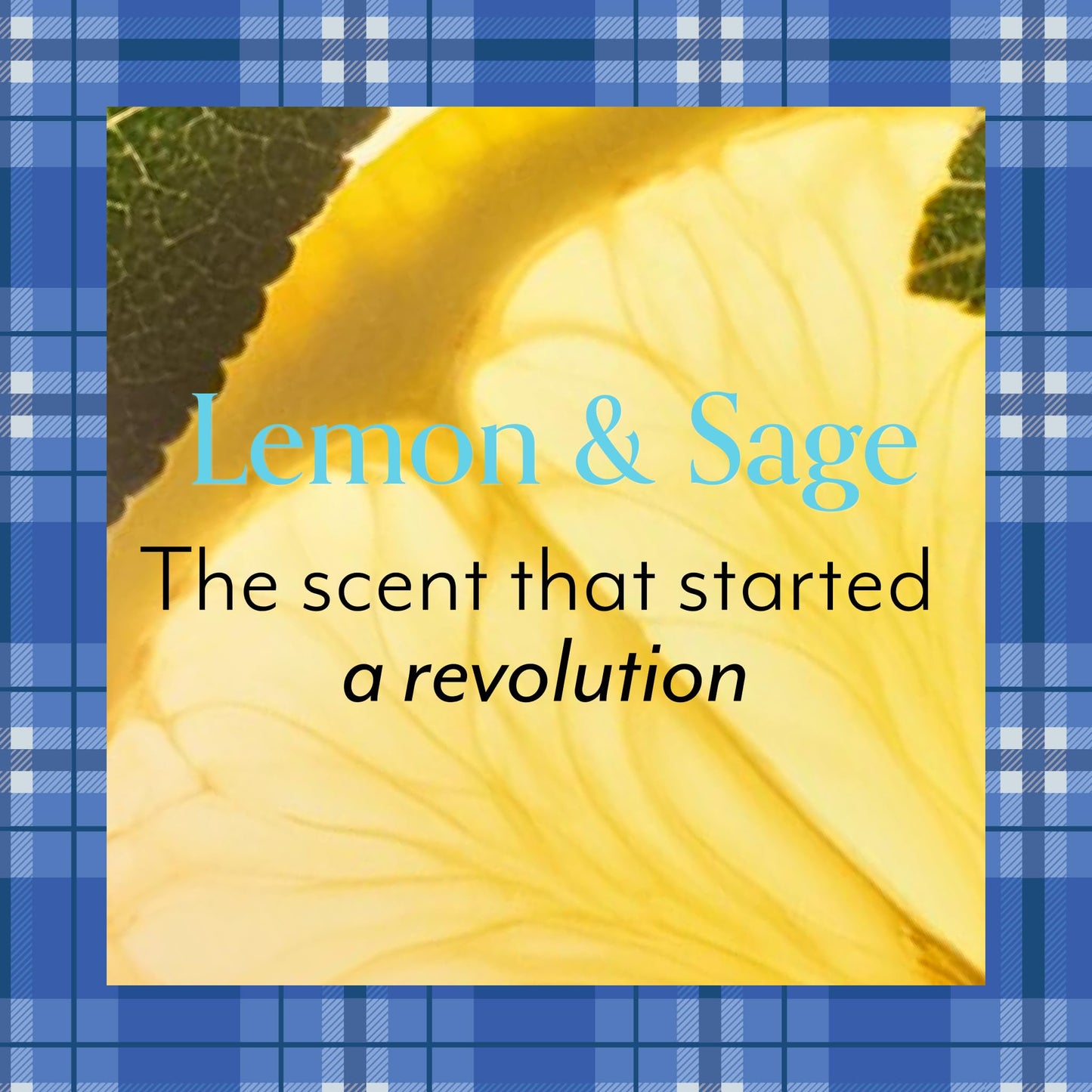 Bliss Gilmore Girls x Lemon & Sage Body Butter | Nourishing All-Over Body Cream for All-Day Moisture
