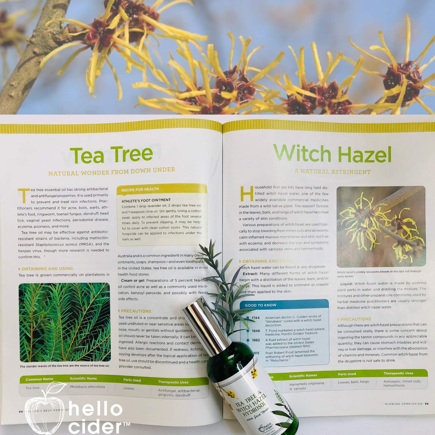Tea Tree Witch Hazel FACE Toner - Organic Hydrosol, Astringent Facial Spray - Reduce Blemish, Prevent Acnes, Restore pH, Tone. All Skin Type.USA Small Business-Hello Cider