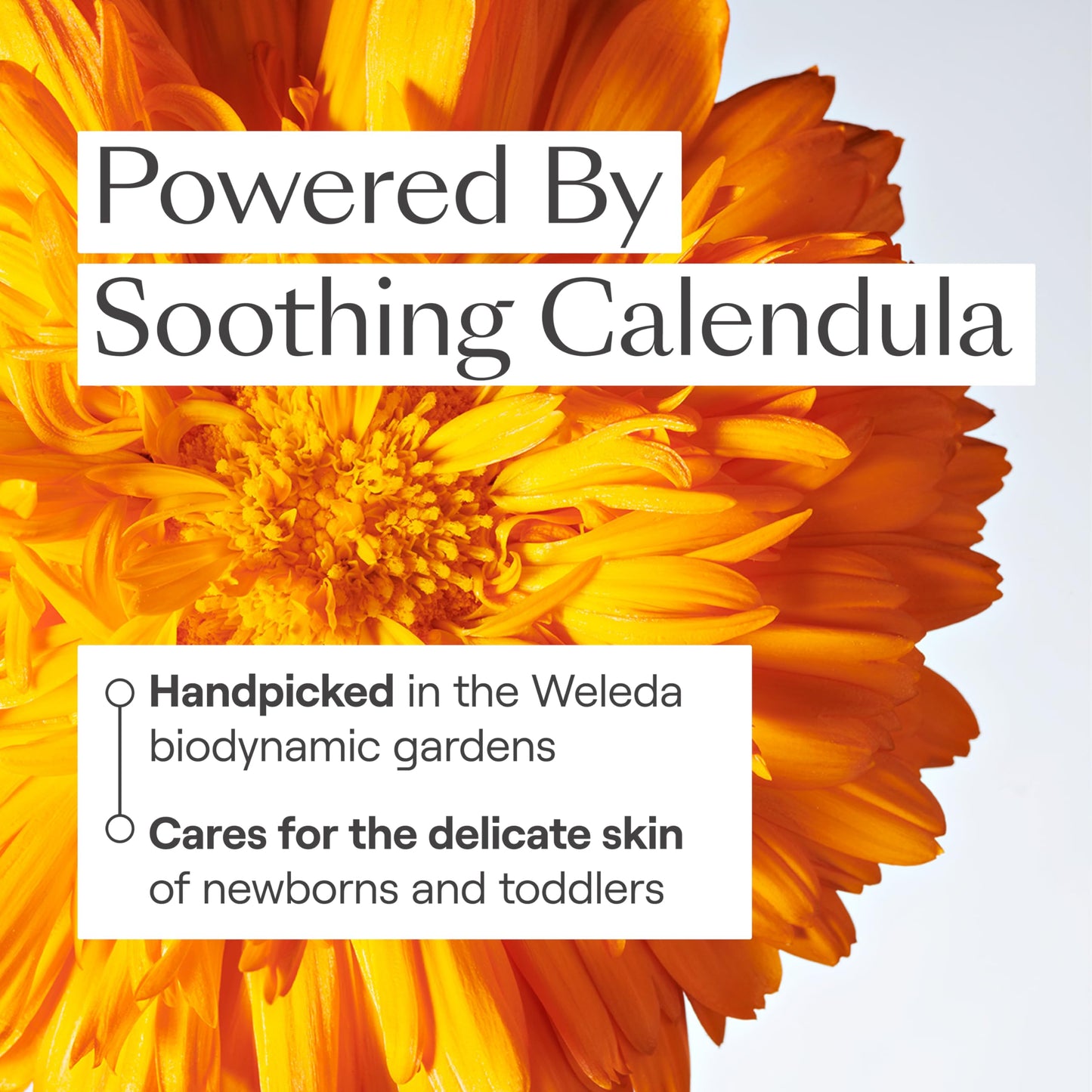 Weleda Baby Calendula Diaper Cream, 2.8 Fluid Ounce, Plant Rich Protection with Calendula, Chamomile, Sweet Almond Oil, Lanolin and Zinc Oxide
