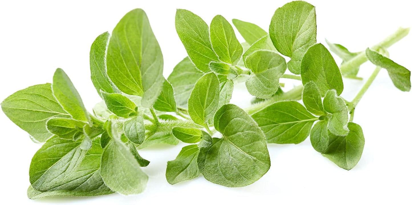 Organic 100% Pure Oregano Essential Oil - USDA Certified, Steam Distilled | 10 ml