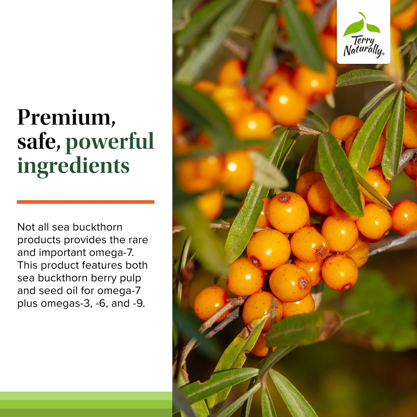 Terry Naturally Omega-7 - Superior Sea Buckthorn Oil - 60 softgels
