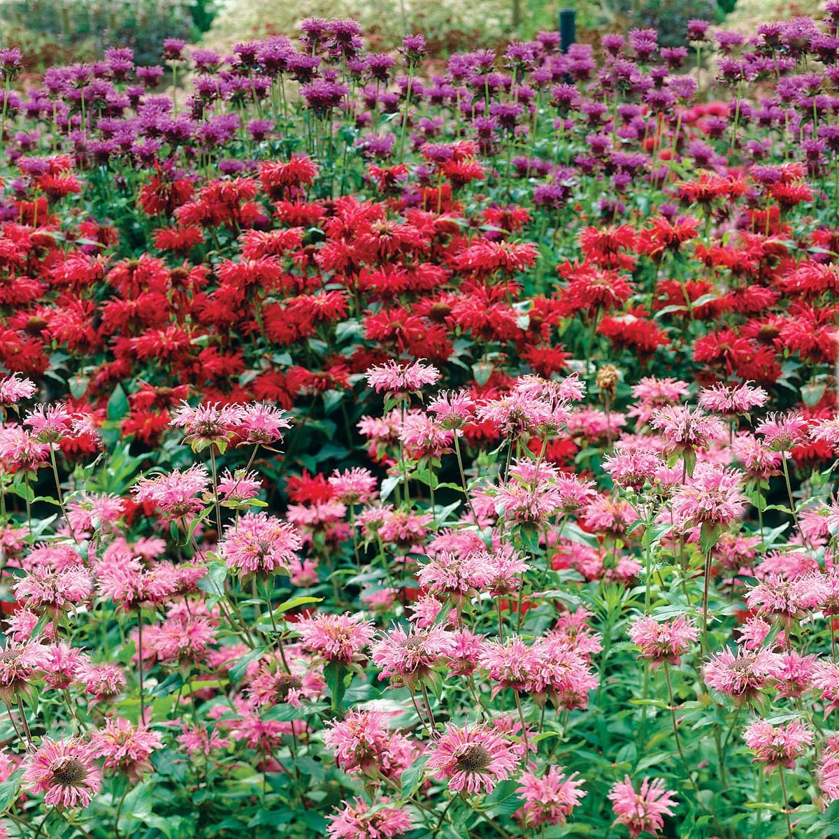 Bee Balm Monarda Mixture - Dormant Bare Root Perennial Starter Plants | 3-Pack