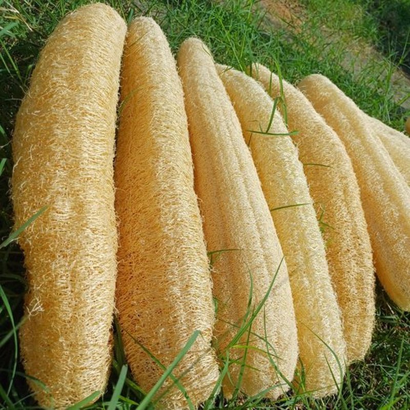 10 Pcs (10 – 12 Inches) Shower Loofah Exfoliating Body Scrubber | Natural Loofah Sponge | Bath for Loofah for Men and Women | Pack of 10