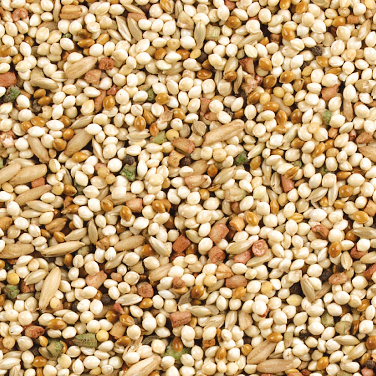 Wild Harvest Daily Blend Nutrition Diet for Parakeet, Canary and Finch 10 Pounds, Orange flavour