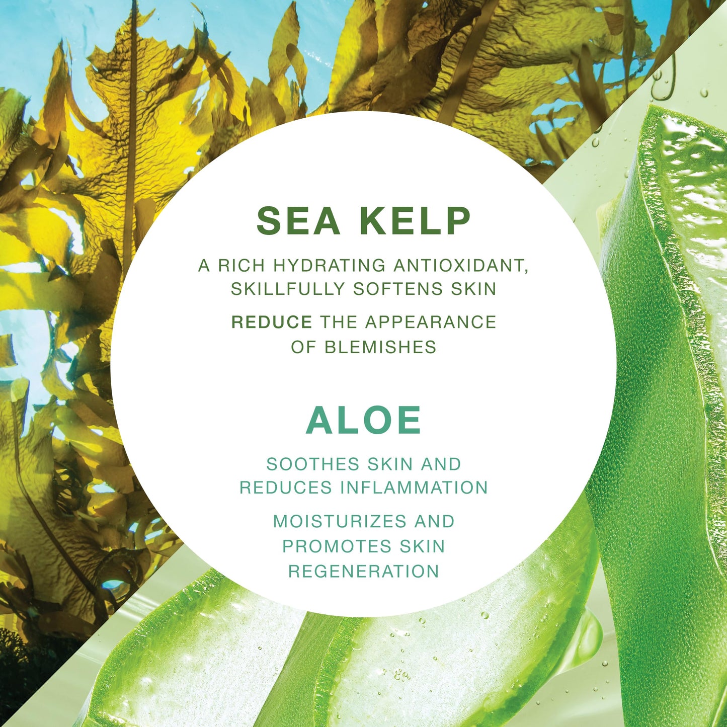 Moisturizing & Healing Body Wash with Sea Kelp & Aloe Vera – Hydrating Cleanser for Dry Skin – Vitamin-Enriched Shower Gel – 33.8 fl oz