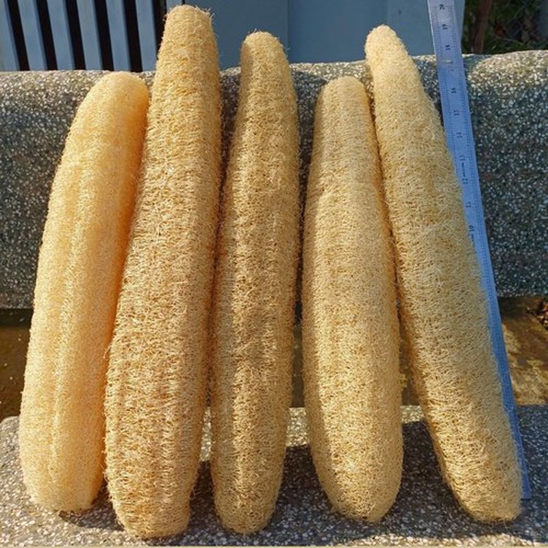 5 Pcs (18– 20 Inches) Shower Loofah Exfoliating Body Scrubber | Natural Loofah Sponge | Bath for Loofah for Men and Women | Pack of 5