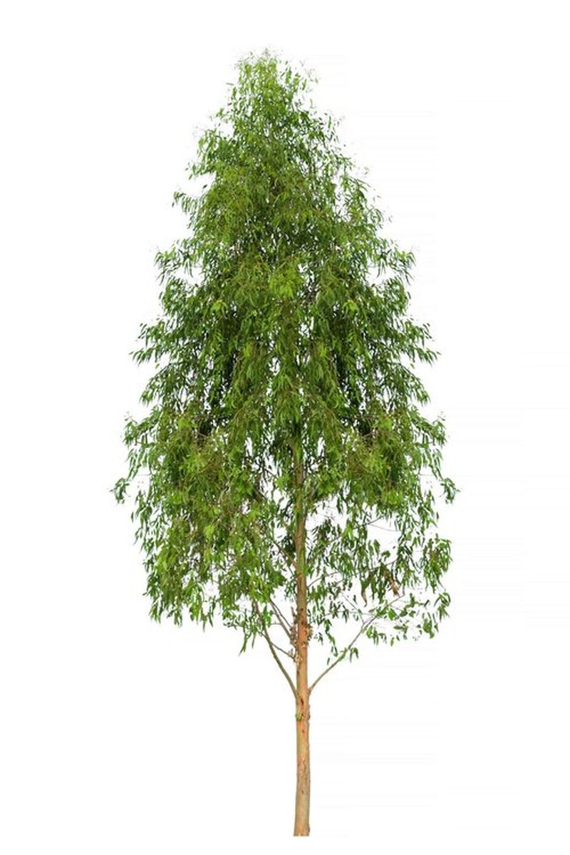 US Organic 100% Pure Eucalyptus Essential Oil (Radiata) - USDA Certified Organic, Steam Distilled - W/Euro droppers (More Size Variations Available) (10 ml / .33 fl oz)