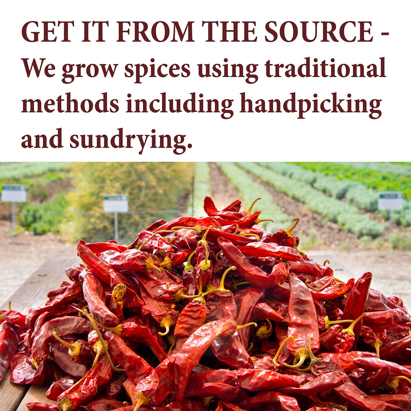 The Spice Way Ethiopian Berbere – Mildly Hot Ethiopian Traditional Spice Blend. No Additives, No Preservatives, No Fillers, just spices we grow in our farm Resealable Bag 2oz