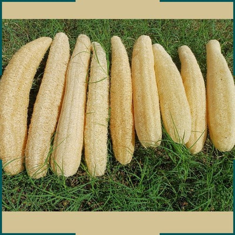 5 Pcs (10 – 12 Inches) Shower Loofah Exfoliating Body Scrubber | Natural Loofah Sponge | Bath for Loofah for Men and Women | Pack of 5