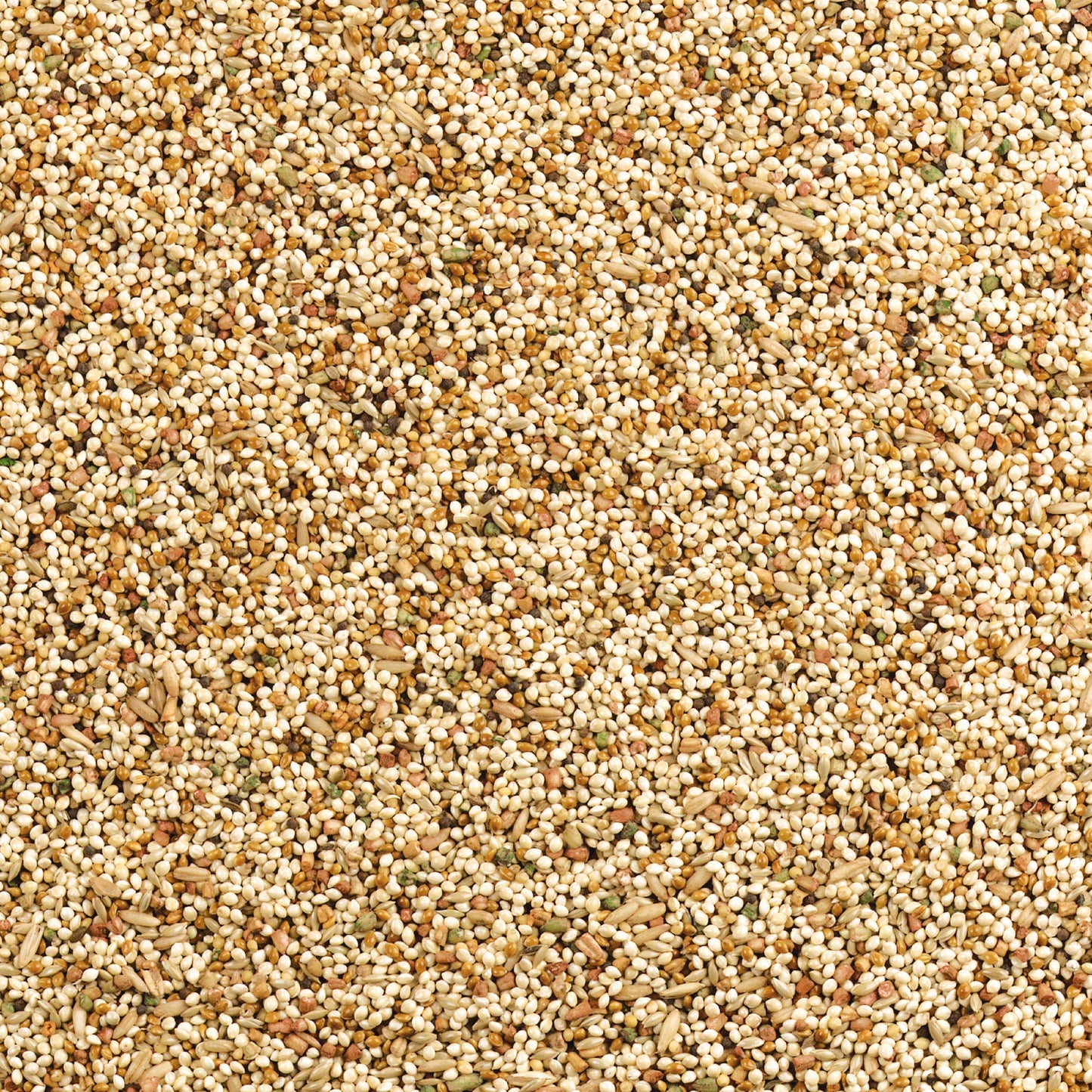 Wild Harvest Daily Blend Nutrition Diet for Parakeet, Canary and Finch 10 Pounds, Orange flavour